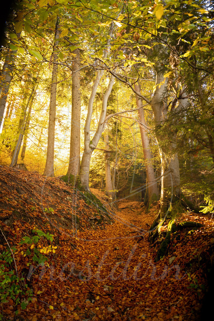Pures Herbstgold | Ihre Fotografin im Lungau, ihre Fotografin im Mostviertel, Wandbilder Onlineshop, Imagefotos für Ihr Unternehmen,  - Realisiert mit Pictrs.com