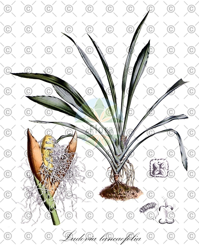 HistAbb_wfo-0000230967_1_ENZY_Simple | Historische Abbildung von Ludovia lancaefolia - Cyclanthaceae | Historical Illustration of Ludovia lancaefolia - Cyclanthaceae