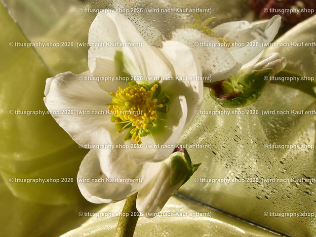 titusgraphy_P2254420-vz-ln | titusgraphy-shop: Geschenkideen mit Qualitätsfotos. titusgraphy-shop: gift ideas with quality photos. titusgraphy-shop: idées cadeaux avec photos de qualité.  - Realisiert mit Pictrs.com