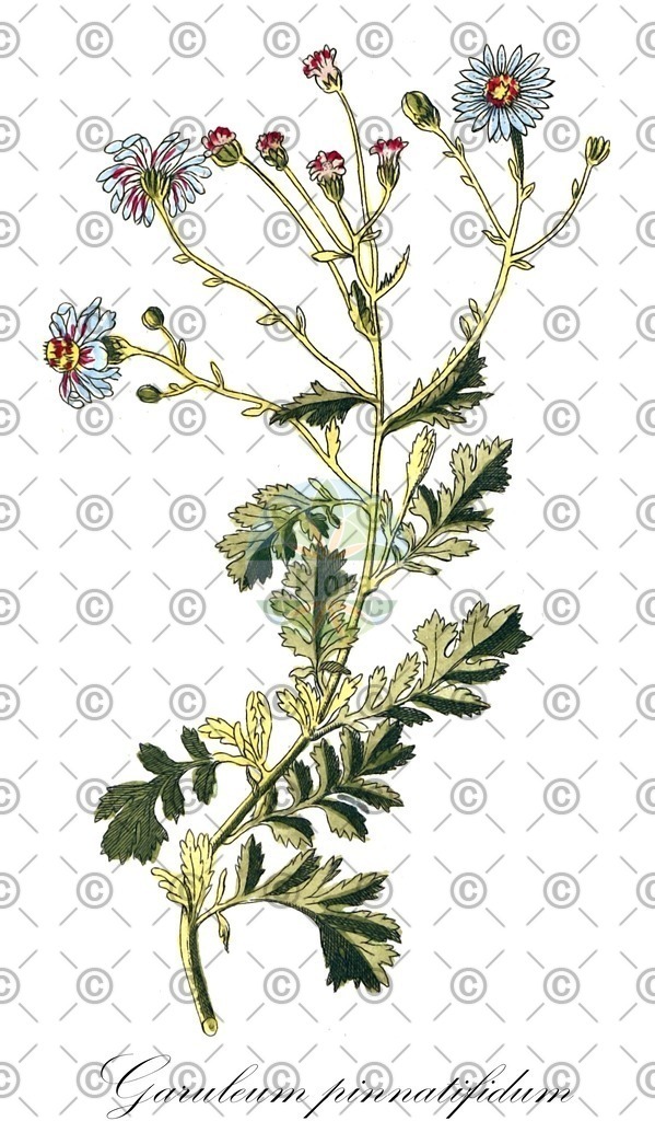 HistAbb_wfo-0000694861_1_ENZY_Simple | Historische Abbildung von Garuleum pinnatifidum - Asteraceae | Historical Illustration of Garuleum pinnatifidum - Asteraceae