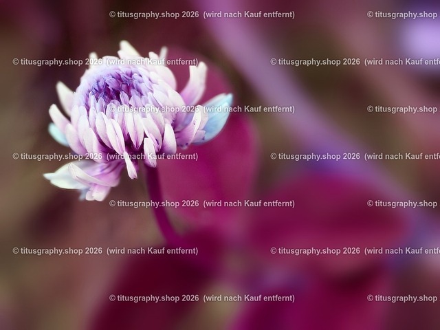 titusgraphy_P7022021-vz-ln_pe-03 | titusgraphy-shop: Geschenkideen mit Qualitätsfotos. titusgraphy-shop: gift ideas with quality photos. titusgraphy-shop: idées cadeaux avec photos de qualité.  - Realisiert mit Pictrs.com