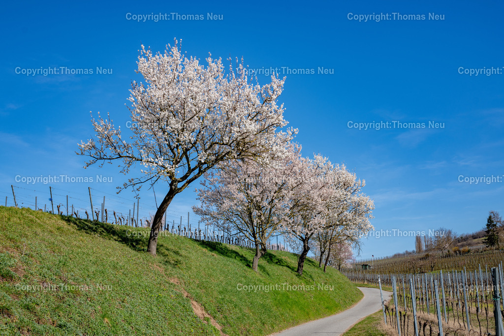 Mandelbluete-Bergstrasse-Weinberge-Fruehling-hessische-bergstrasse-Bensheim-Heppenheim-Fotografie-Thomas_neu-1162 | Die Mandelblüte an der Hessischen Bergstraße gehört zu den schönsten Frühlingsmomenten der Region. Ein blühender Mandelbaum steht oberhalb der Weinberge zwischen Bensheim und Heppenheim und bietet einen weiten Blick über die Rebenlandschaft.  Die Kombination aus blühenden Mandelbäumen, Weinbergen und der sanften Landschaft der Bergstraße macht diese Szene zu einem typischen Motiv des Frühlings in Südhessen.,Bild: Thomas Neu