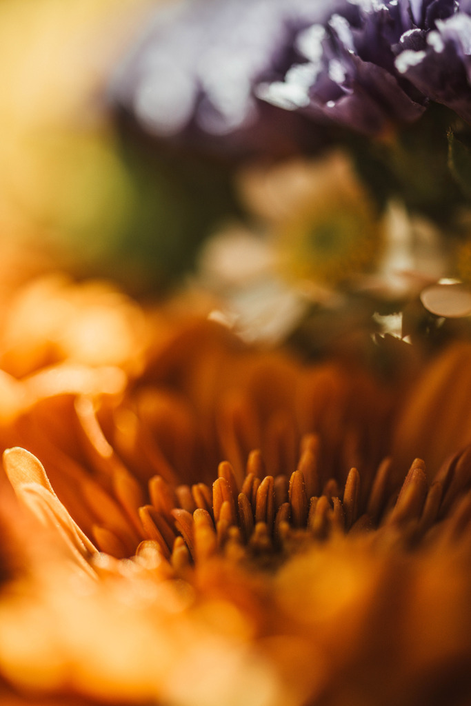 Makro_Nov_2023_13 | Du suchst natürliche und atmosphärische Prints oder Leinwanddrucke? In diesem Shop gibt es alles, nur kein Mainstream. - Realisiert mit Pictrs.com