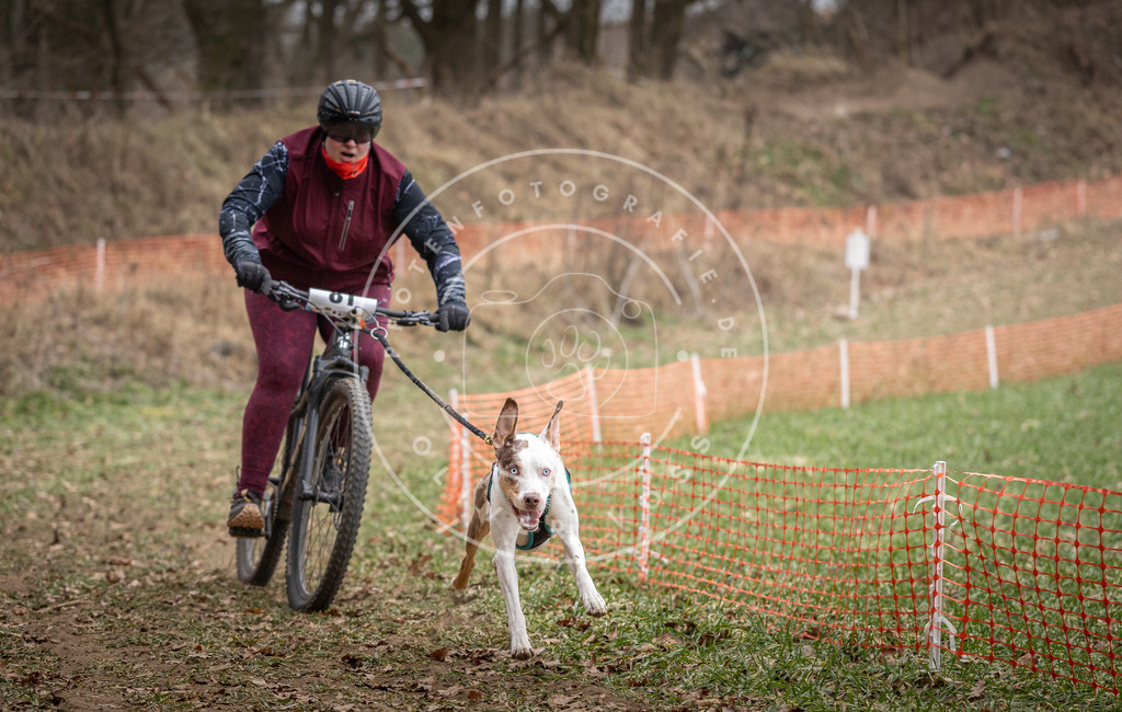 Pfotenfotografie_DV3A5576 | Hundefotografie, Tierfotograf, Pfotenfotografie, Fotoshooting Hund, Hunde Portrait, Hundesport, Hundeportraits, Heideshooting, Hunde, Sportfotograf, Hundefotograf, Turnierhundsport, THS,  - Realisiert mit Pictrs.com