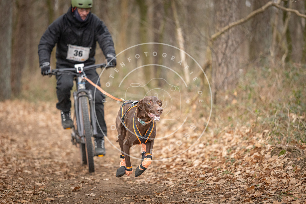 Pfotenfotografie_DV3A0078 | Hundefotografie, Tierfotograf, Pfotenfotografie, Fotoshooting Hund, Hunde Portrait, Hundesport, Hundeportraits, Heideshooting, Hunde, Sportfotograf, Hundefotograf, Turnierhundsport, THS,  - Realisiert mit Pictrs.com