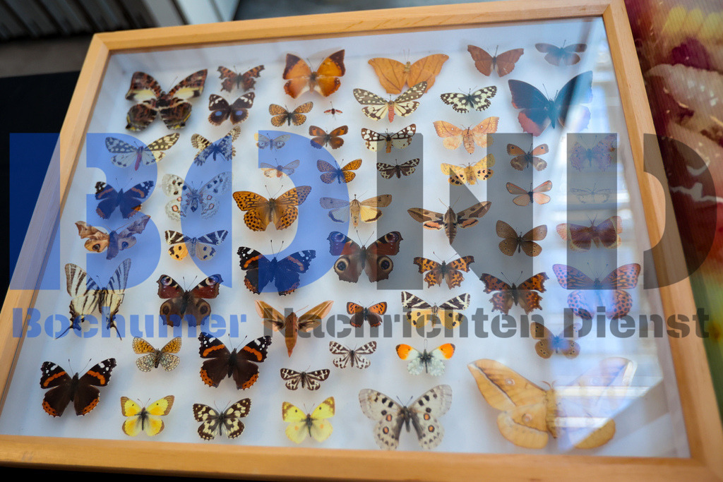 SES_INSBOC20250316-14 | bond - Realisiert mit Pictrs.com