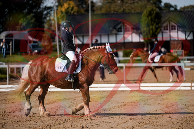 2026_10_03_Siefer-Hof_114134_Z63_22484504 | Professionelle Reitsport-, Turnier- und Eventfotografie von Robert Broda. Galerien mit ausgewählten und bearbeiteten Bildern direkt online ansehen und bestellen.