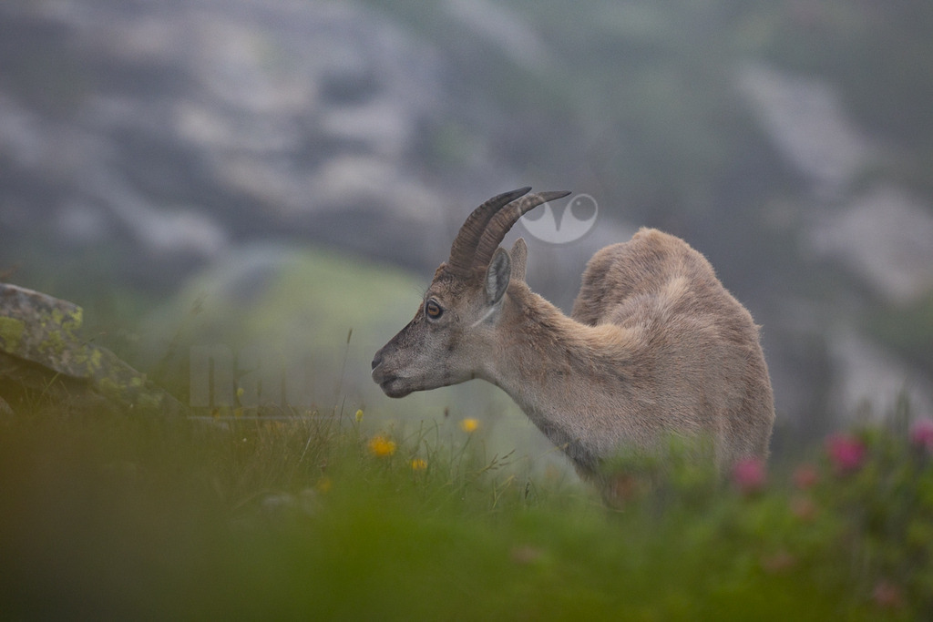 R6NF1789_20250707 | Ein Steinbock (Capra ibex) steht im Profil in einer nebligen Berglandschaft. Das Tier hat ein hellbraunes Fell und leicht gebogene Hörner. Es blickt nach links, während es in einer Wiese mit gelben und rosa Blumen steht. Der Hintergrund ist unscharf und zeigt weitere Felsen und Nebel, was eine ruhige und natürliche Atmosphäre schafft. Es sind keine direkten Interaktionen mit anderen Tieren oder der Umgebung zu erkennen, das Tier scheint aufmerksam zu sein oder zu grasen. - Realisiert mit Pictrs.com