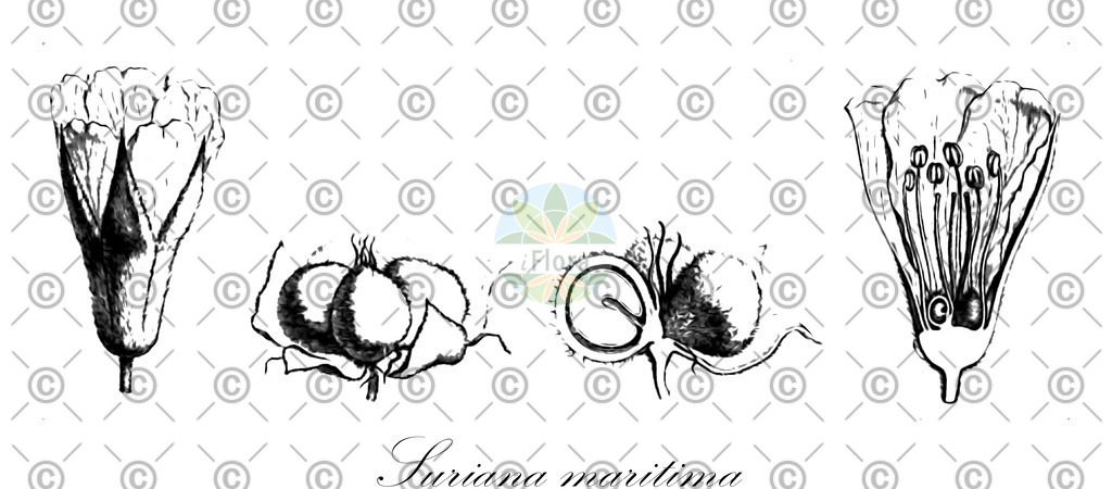 HistAbb_wfo-0001137576_1_ENZY_Simple | Historische Abbildung von Suriana maritima - Surianaceae | Historical Illustration of Suriana maritima - Surianaceae