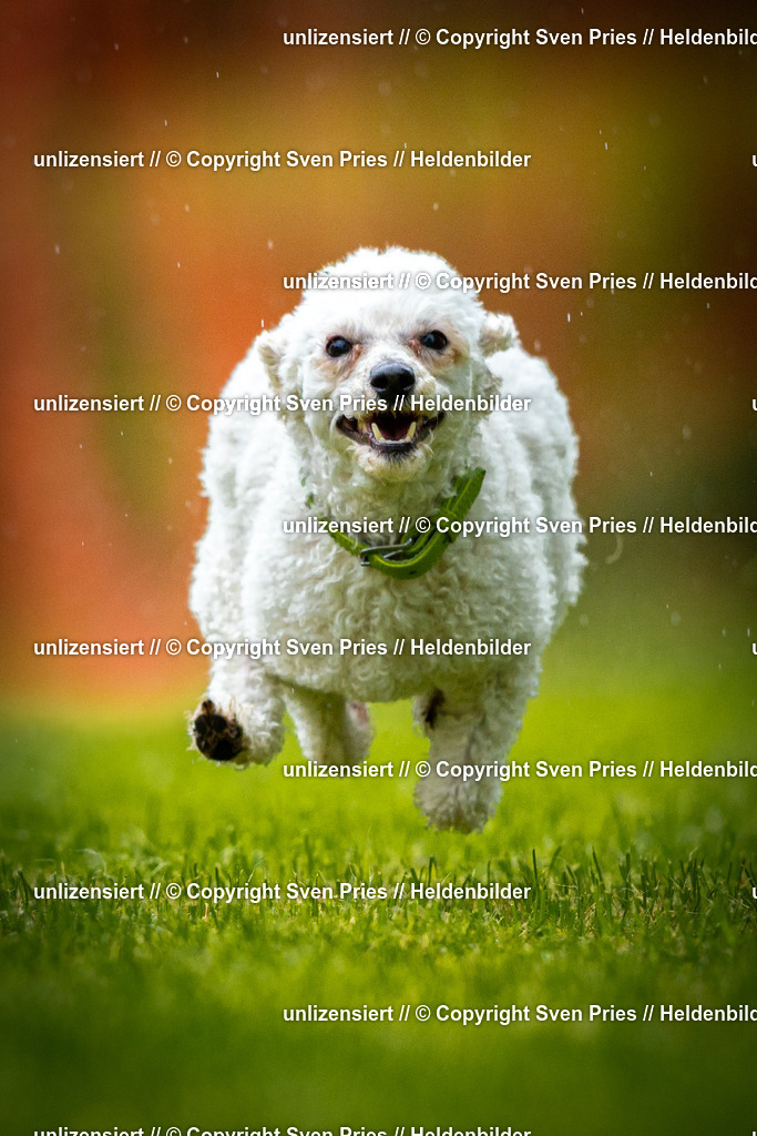 Sven Pries | 2025-09-21 - Hunderennen Baden-Oos - Realisiert mit Pictrs.com