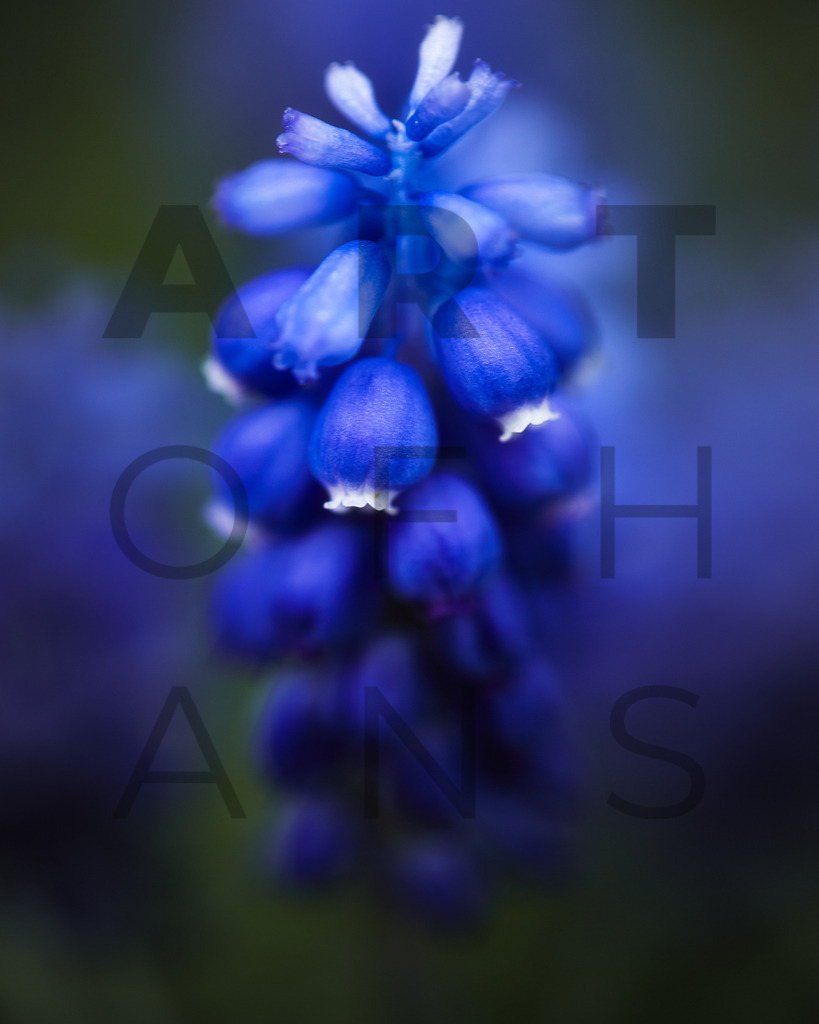 Ein Hans Fineart Original | Entdecke die Kunst von Hans Fineart - Fotografien für dein Zuhause. Verwandle deine Wände mit einzigartigen Kunstwerken und bringe die Schönheit der Welt in dein Leben. Bestelle jetzt und schaffe einen Ort der Inspiration und Eleganz.