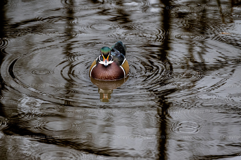 Vogelpark Niendorf (1) | PeggyRaschPhotography - Realisiert mit Pictrs.com