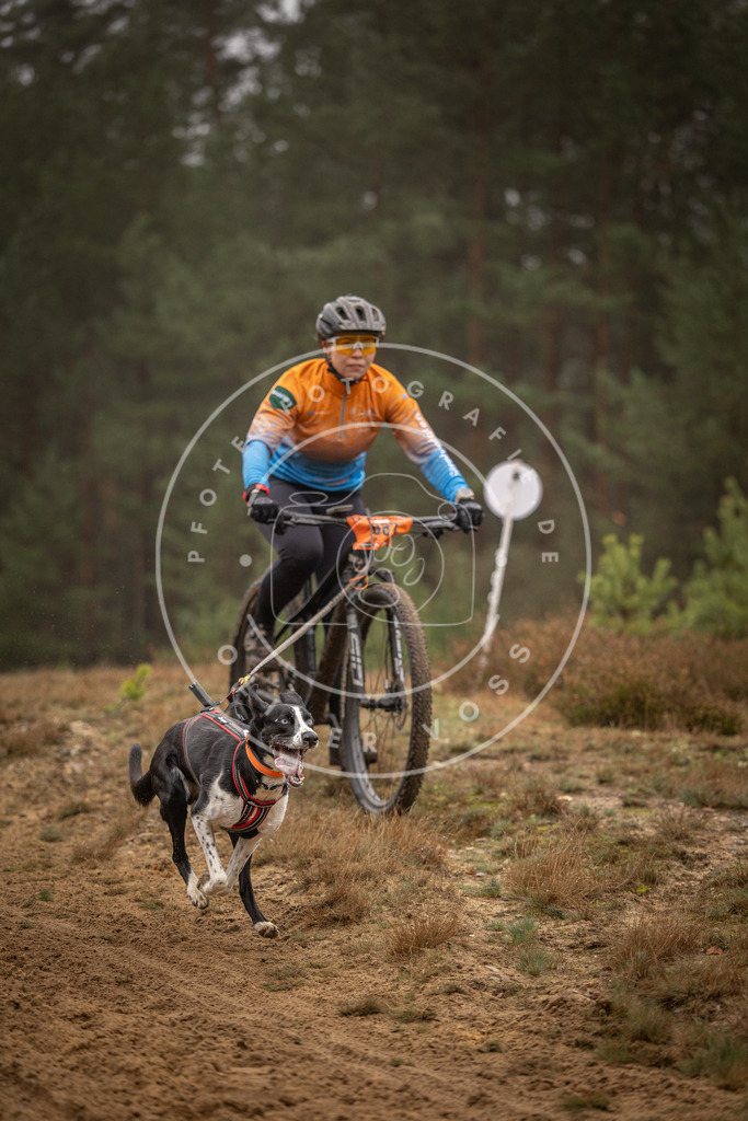 Pfotenfotografie_DV3A2892 | Hundefotografie, Tierfotograf, Pfotenfotografie, Fotoshooting Hund, Hunde Portrait, Hundesport, Hundeportraits, Heideshooting, Hunde, Sportfotograf, Hundefotograf, Turnierhundsport, THS,  - Realisiert mit Pictrs.com