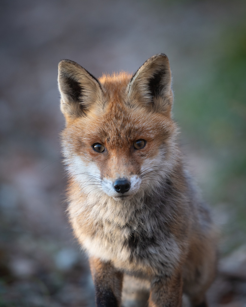 Junger Fuchs | Ich bin Fotograf aus Neuburg an der Donau und spezialisiere mich auf Wildlife-Fotografie, Landschaftsaufnahmen und Portraits.Ob Hochzeit, Familienbilder oder Naturaufnahmen – ich fange echte Momente ein, die bleiben. 