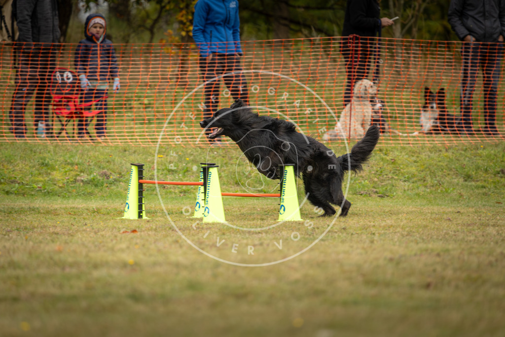 Pfotenfotografie_DV3A4405 | Hundefotografie, Tierfotograf, Pfotenfotografie, Fotoshooting Hund, Hunde Portrait, Hundesport, Hundeportraits, Heideshooting, Hunde, Sportfotograf, Hundefotograf, Turnierhundsport, THS,  - Realisiert mit Pictrs.com