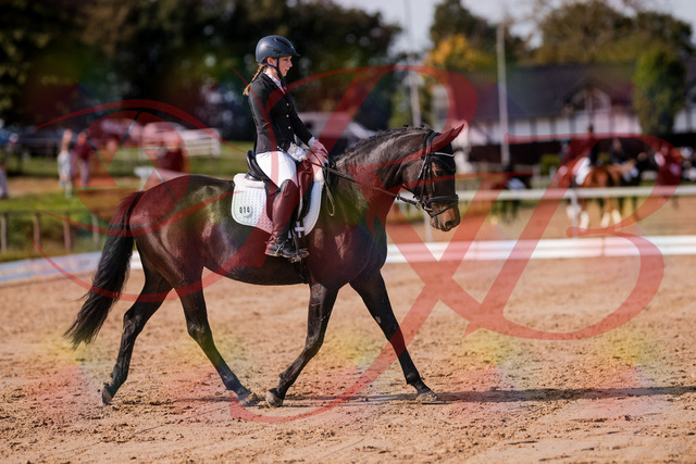 2026_10_03_Siefer-Hof_121425_Z81_16473788 | Professionelle Reitsport-, Turnier- und Eventfotografie von Robert Broda. Galerien mit ausgewählten und bearbeiteten Bildern direkt online ansehen und bestellen.