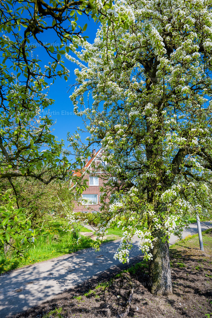 Wisch Kirschblüte_Birnenblüte_ELS_9917230423 | Fotos aus den Touristenorten aus Norddeutschland. - Realisiert mit Pictrs.com