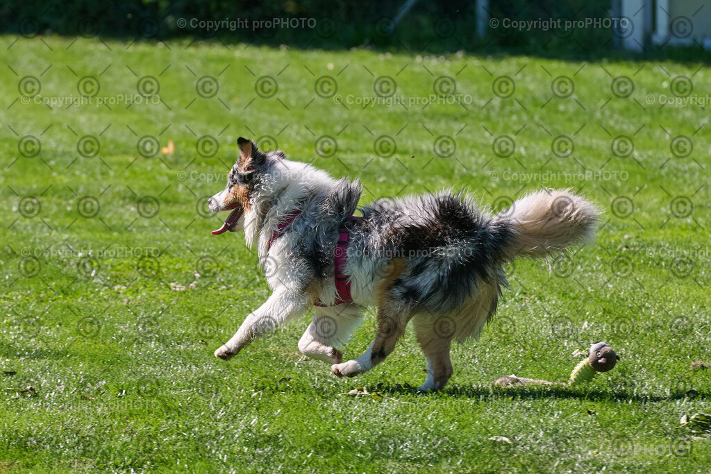 173_202509_4Hundebadetag_NZ9_2692 | proPHOTO - Realisiert mit Pictrs.com