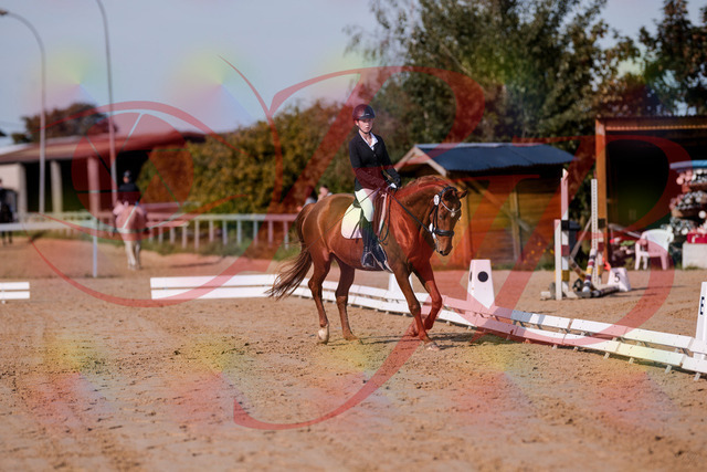 2026_10_03_Siefer-Hof_114045_Z81_83230465 | Professionelle Reitsport-, Turnier- und Eventfotografie von Robert Broda. Galerien mit ausgewählten und bearbeiteten Bildern direkt online ansehen und bestellen.