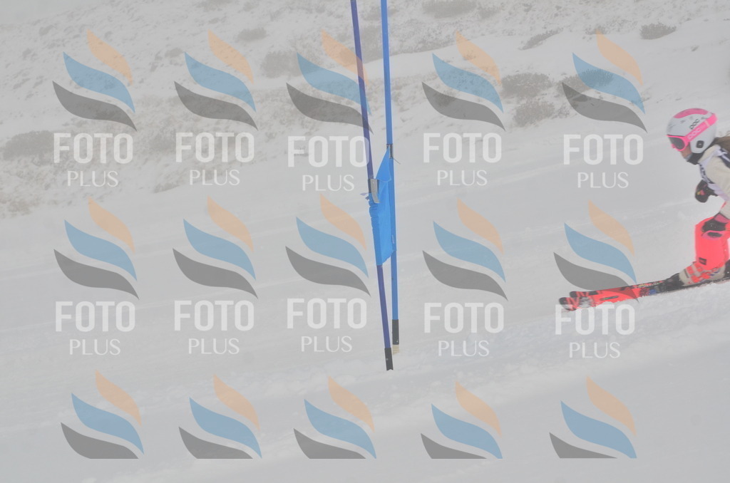 A5294 | holidayphoto