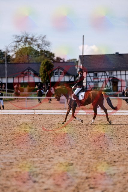 2026_10_03_Siefer-Hof_133055_Z81_84120553 | Professionelle Reitsport-, Turnier- und Eventfotografie von Robert Broda. Galerien mit ausgewählten und bearbeiteten Bildern direkt online ansehen und bestellen.