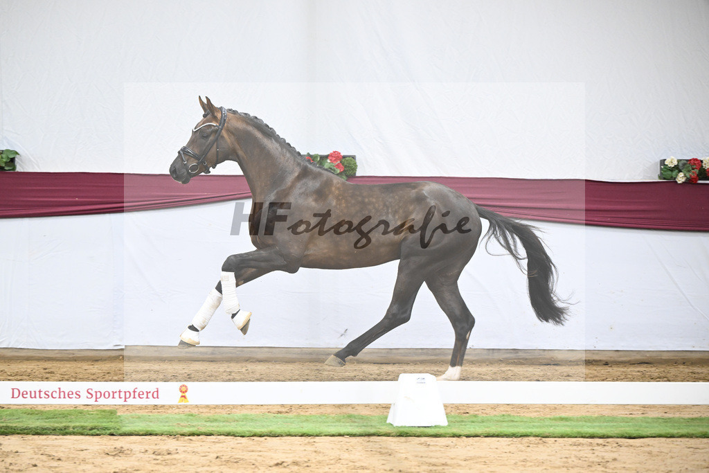 Kat-Nr. 63 Feliciano x Don Martillo_Michaela Rupp_47252436 | hf-fotografie - Realisiert mit Pictrs.com