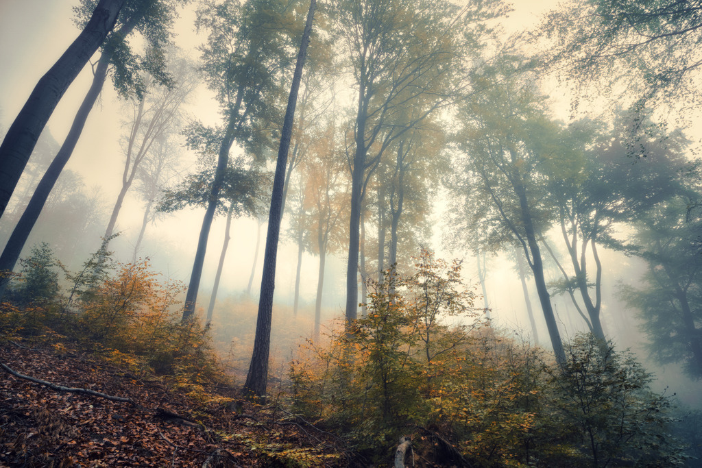PSX_20221113_134438 | die schönsten Bilder aus Wald und Wiese, sowie Streifzüge durch den Garten mit der gesamten Blumen & Insektenwelt.   - Realisiert mit Pictrs.com