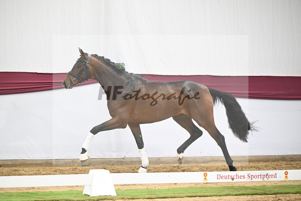 Kat-Nr. 125 Dynamic Dream x Benicio_Horst Schepper_47253728 | hf-fotografie - Realisiert mit Pictrs.com