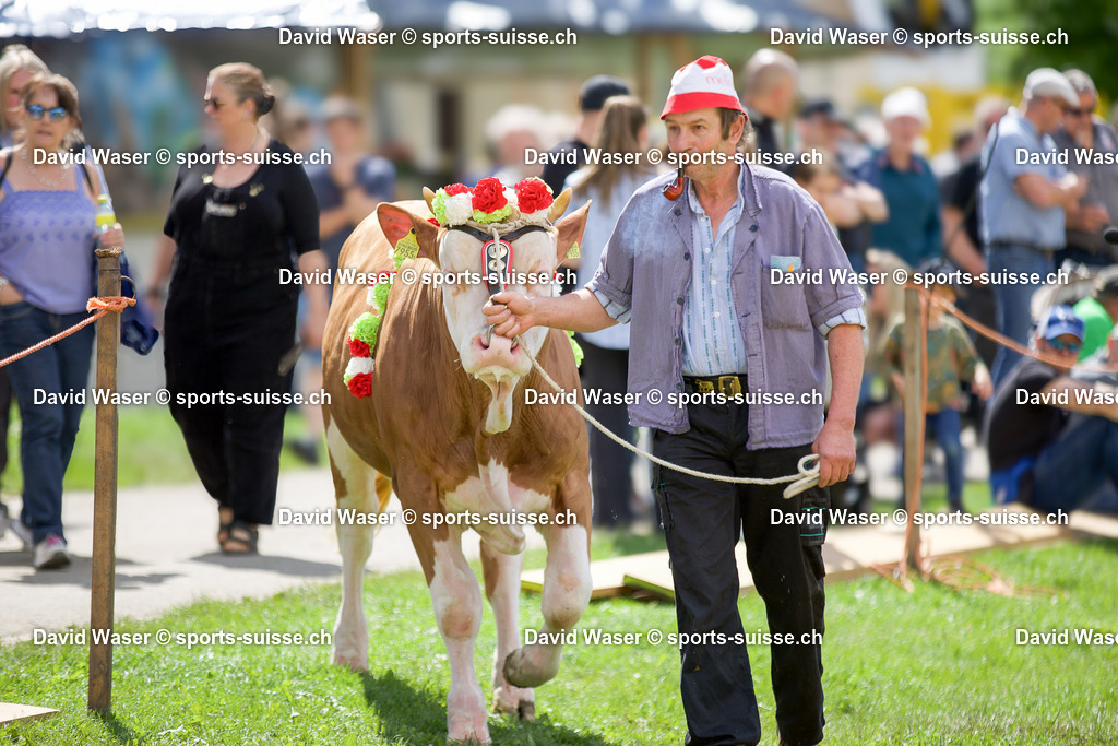 Le Taureau du vainqueur _ la F_te Cantonale Neuch_teloise de Dombresson le samedi 18.05.24 | sports-suisse.ch