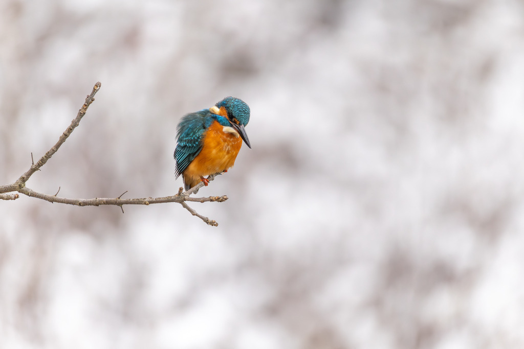 Der Eisvogel | Der Eisvogel (Alcedo atthis) ist aufgrund seines leuchtend bunten Gefieders und seiner pfeilschnellen Jagdweise eine der auffälligsten und schönsten Vogelarten Mitteleuropas. Er wird oft als "fliegender Edelstein" bezeichnet und dient als wichtiger Indikator für die Gesundheit und Naturnähe von Gewässern. - Realisiert mit Pictrs.com