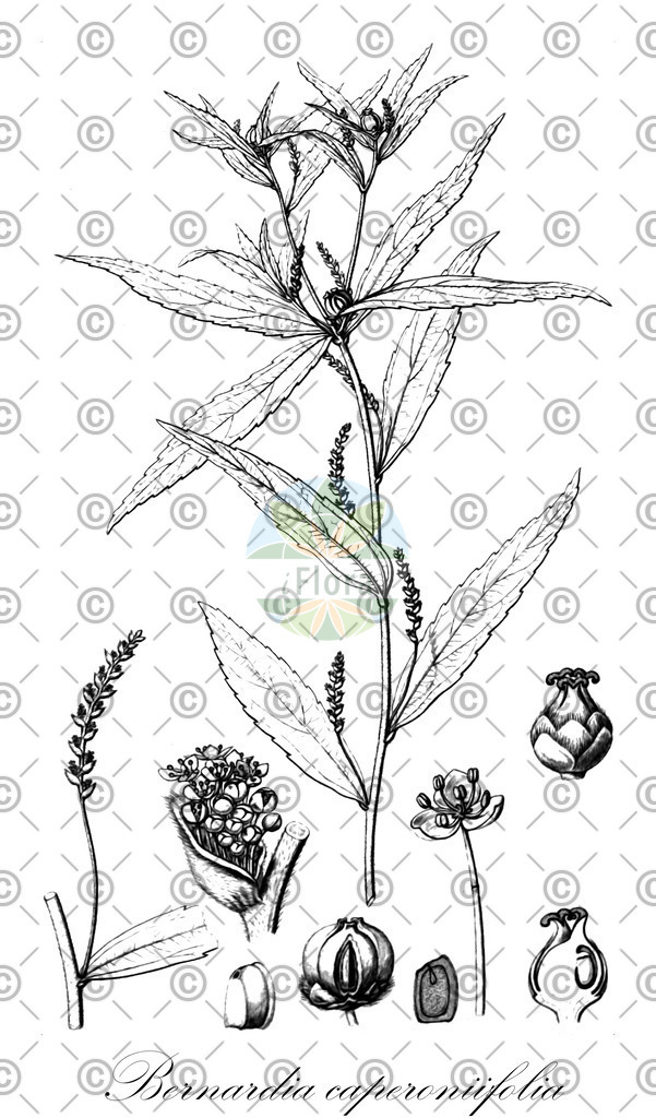 HistAbb_wfo-0000564405_1_ENZY_Simple | Historische Abbildung von Bernardia caperoniifolia - Euphorbiaceae | Historical Illustration of Bernardia caperoniifolia - Euphorbiaceae