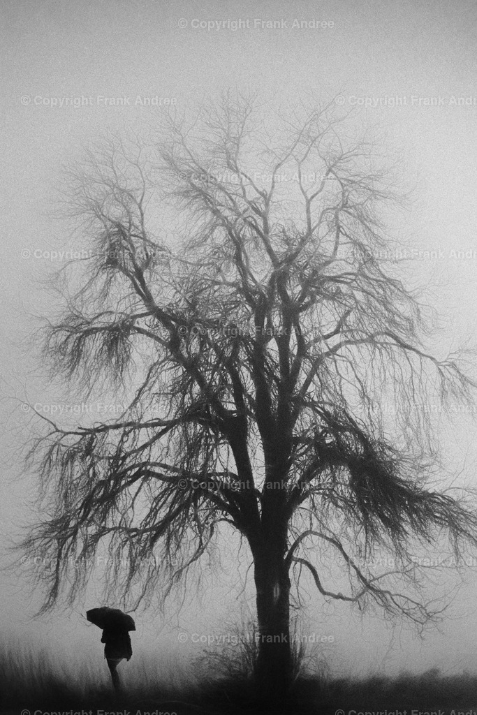 Nebel in Bad Frankenhausen | Eine Frau mit Regenschirm geht an einem nebligen Tag an einem alten Baum vorbei. Impressionistische Straßenfotografie aus Deutschland in schwarz weiß. - Realisiert mit Pictrs.com