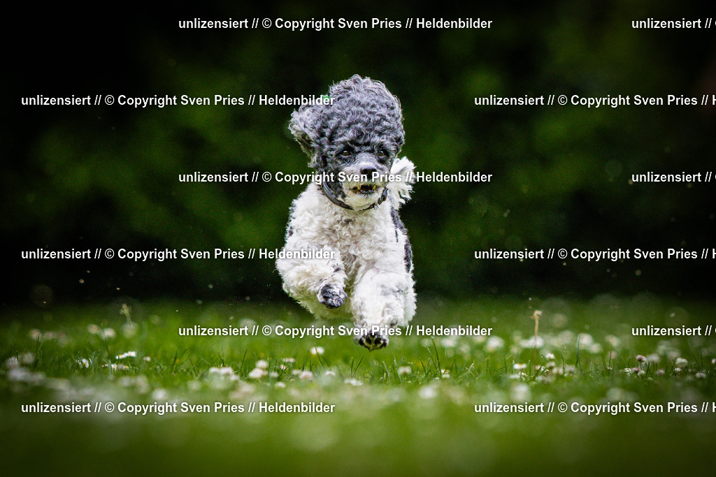 Sven Pries | 2025-05-29 - Pudelrennen KA-Durlach - Realisiert mit Pictrs.com