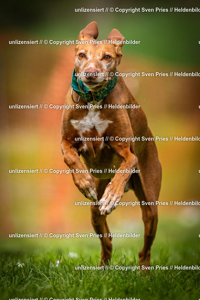 Sven Pries | 2025-04-13 - Hunderennen Baden-Baden - Realisiert mit Pictrs.com