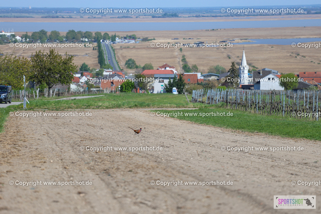 IMG_9879 | @sportshot_your_pictrs #yourpictures#roadtowm2029 #nrm #neusiedlerseeradmarathon #neusiedlersee #neusiedlerseetourismus #burgenland #mörbisch #nrm26 #burgenlandtourismus #voglundco #poweredbyburgenlandtourismus #radsport #rad #marathon #ucigranfondo #visitburgenland #ucigranfondoworldseries