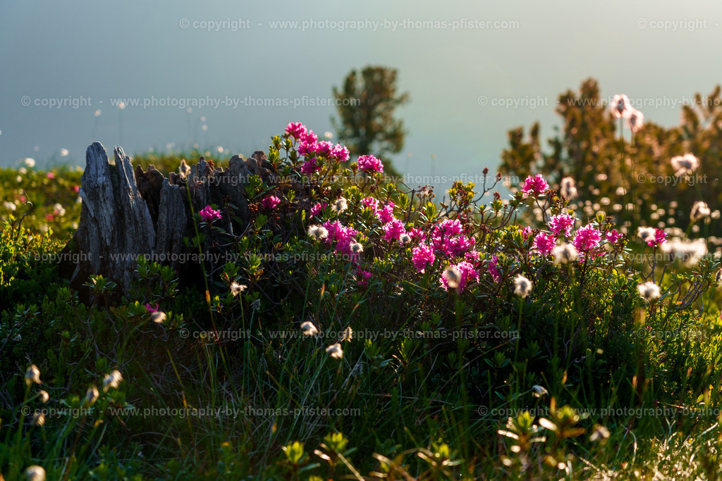 Almrosenblühte Zillertaler Höhenstrasse copyright  Thomas Pfister-7 | PHOTOGRAPHY BY THOMAS PFISTER