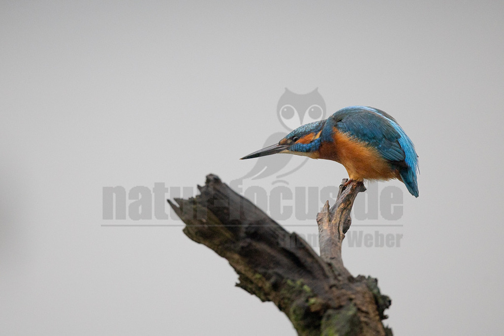 R6NF3016_20251115 | Der Bildershop von www.natur-focus.de bietet ihnen den einfachen Kauf von Bildmaterial per Download aus allen Bereichen der Natur. In den Galerien finden sie Landschaftsfotos, Tierbilder und natürlich auf Pflanzenfotos. - Realisiert mit Pictrs.com