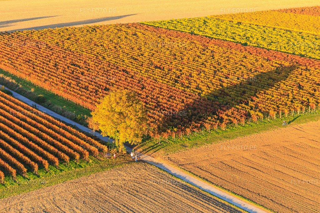 Luftbild: Herbstlicht bunte Reben der Weinberge hinter Nussbaum in Billigheim-Ingenheim im Bundesland Rheinland-Pfalz in Deutschland. Foto: IMG_095807.jpg vom 30.10.2016 durch Werner Riehm/FLY-FOTO.de