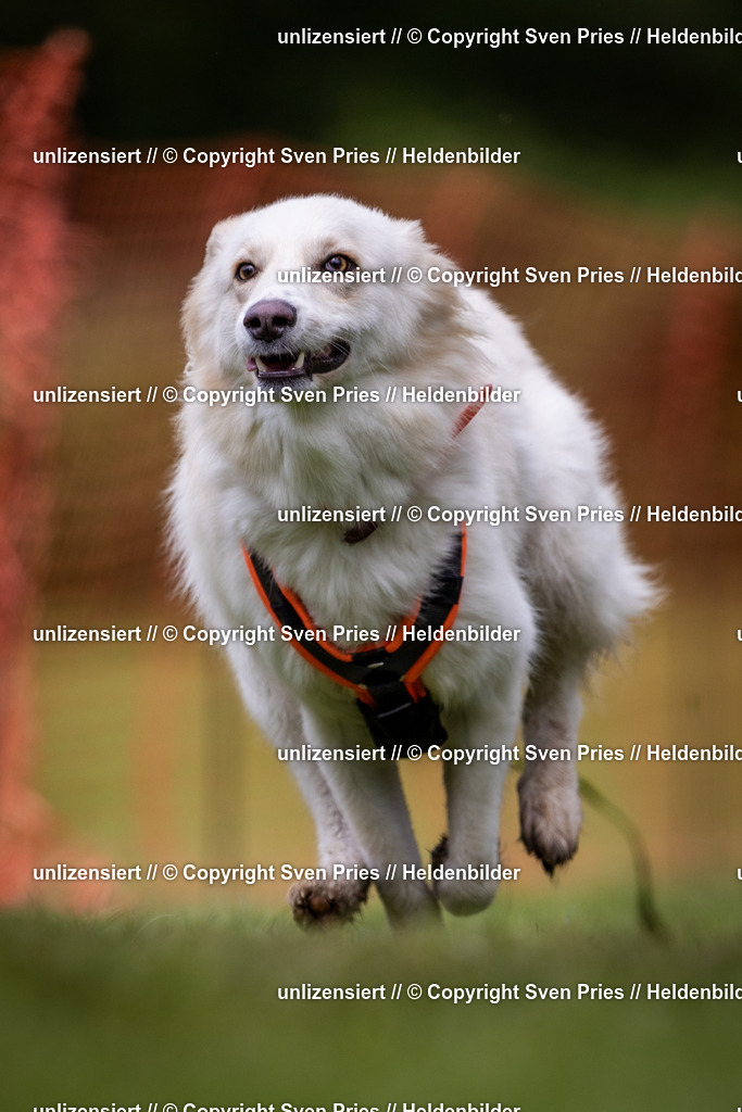 Sven Pries | 2024-04-21 - Hunderennen Baden-Oos
Foto: Sven Pries - Realisiert mit Pictrs.com