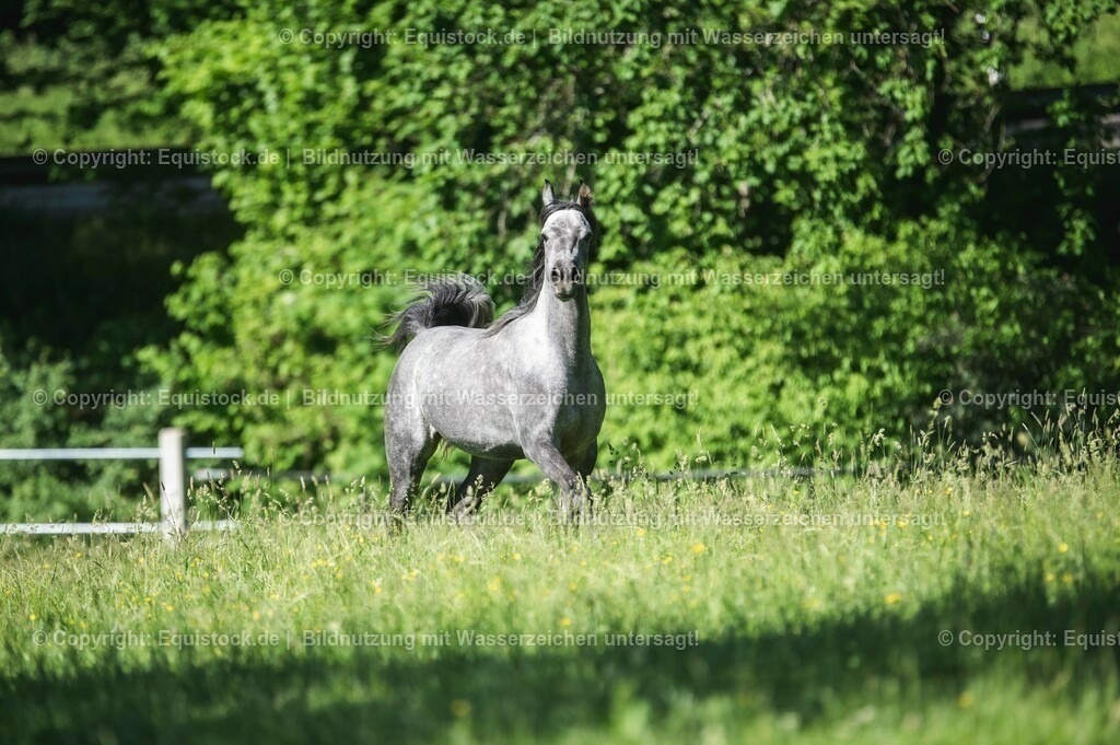 20210617_Araber_Marbach_Koppel_0076 | Foto: Thomas Hartig