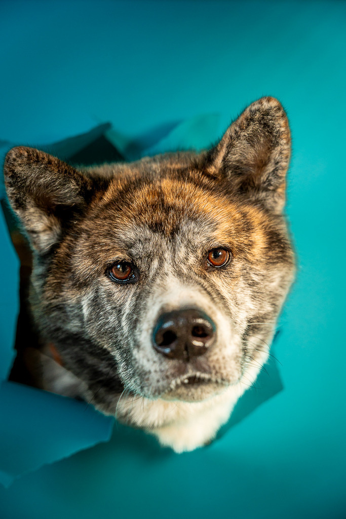 allesWIRTHgut Tierfotografie - 7IV03301 | Professionelle Tierfotografie in Mönchengladbach von Daniel Wirth (allesWIRTHgut). Liebevolle & natürliche Bilder von Hunden & Katzen für unvergessliche Erinnerungen.