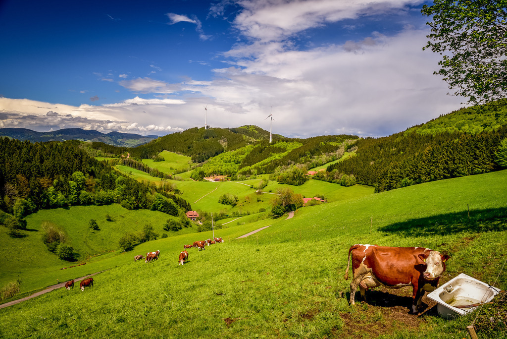 Ausblick vom Landwassereck | Kühe auf der Weide mit Tränke im OBerbüchern, Nähe Landwassereck - Realisiert mit Pictrs.com