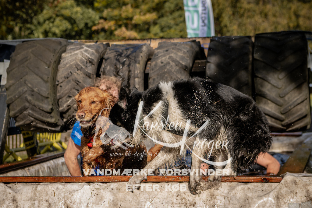 1303_ZZ91770 | kk-dogfotos