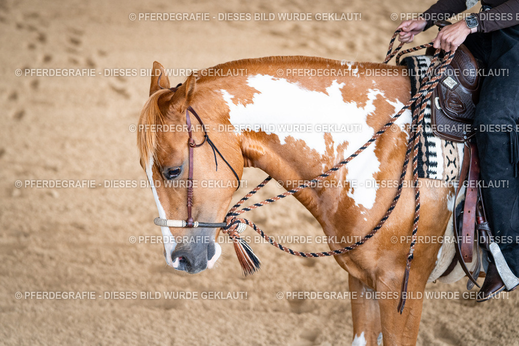 DSC02233 | Pferdegrafie