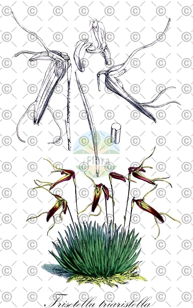 HistAbb_wfo-1200006821_1_ENZY_Simple | Historische Abbildung von Trisetella triaristella - Orchidaceae | Historical Illustration of Trisetella triaristella - Orchidaceae