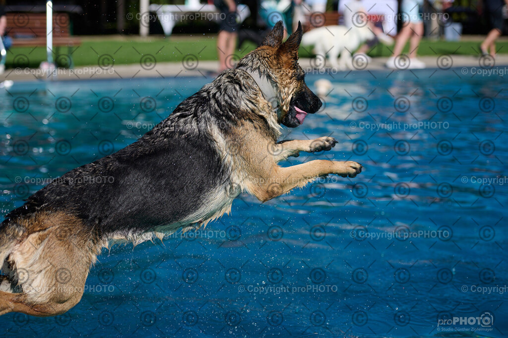 094_202509_4Hundebadetag_NZ9_2415 | proPHOTO - Realisiert mit Pictrs.com