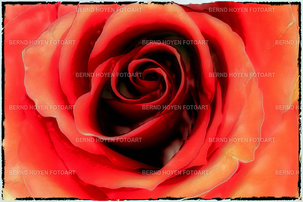 red rose lake | Portrait einer Rose. Die spätere Bildbearbeitung der Nahaufnahme wurde der Ölmalerei nachempfunden und erzeugte einen malerischen Effekt. | Portrait of a rose. The later image processing of the close-up was modelled on oil painting and created a painterly effect. - Realisiert mit Pictrs.com