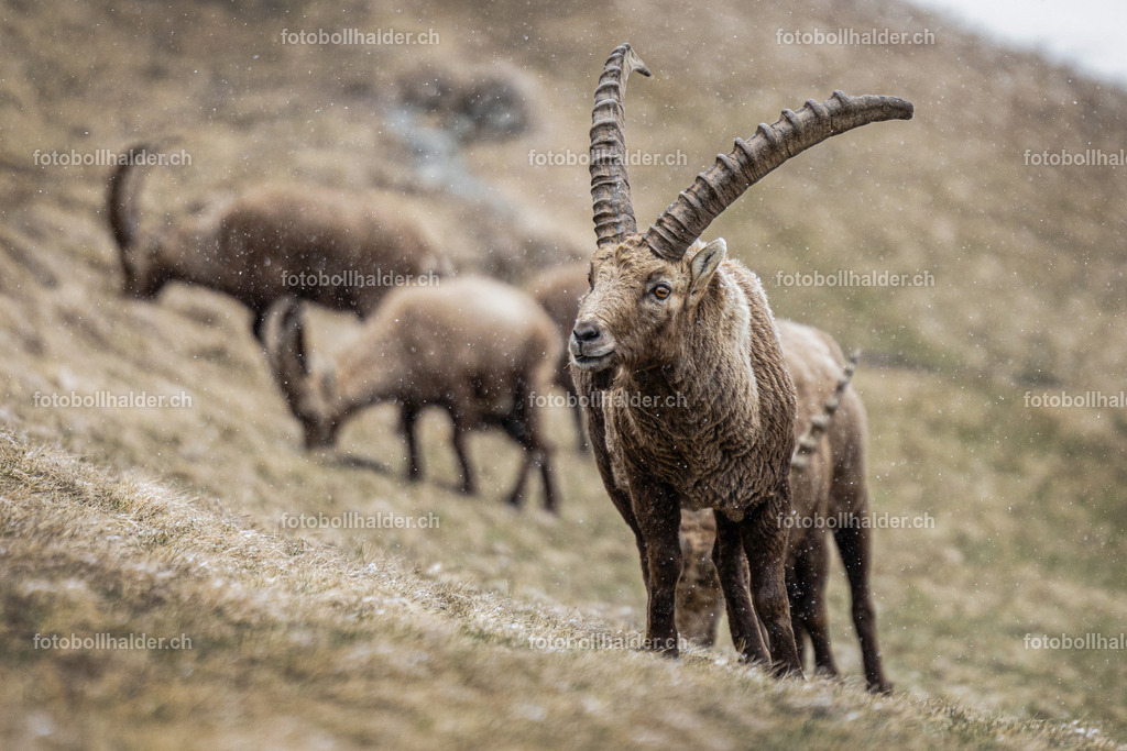 IMG_0191 | Foto Bollhalder 