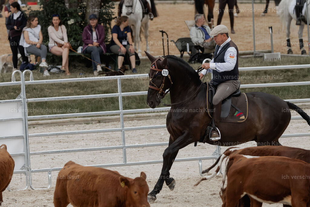 WE__Stoib_Rinder_PI2025_3052 | Pferd International München 2025