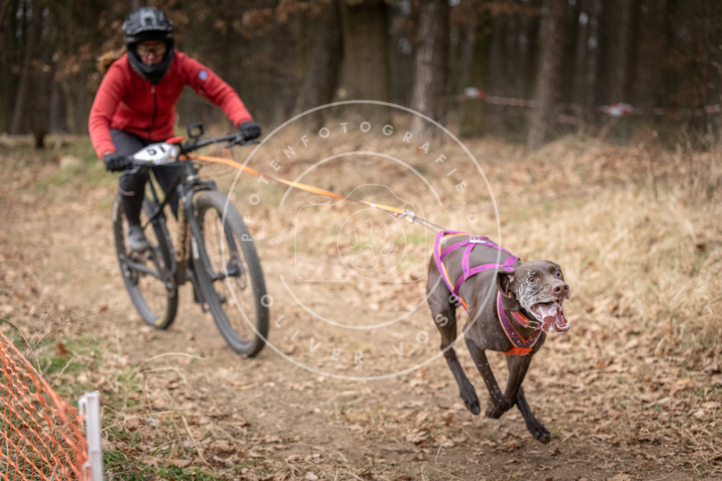 Pfotenfotografie_DV3A1413 | Hundefotografie, Tierfotograf, Pfotenfotografie, Fotoshooting Hund, Hunde Portrait, Hundesport, Hundeportraits, Heideshooting, Hunde, Sportfotograf, Hundefotograf, Turnierhundsport, THS,  - Realisiert mit Pictrs.com